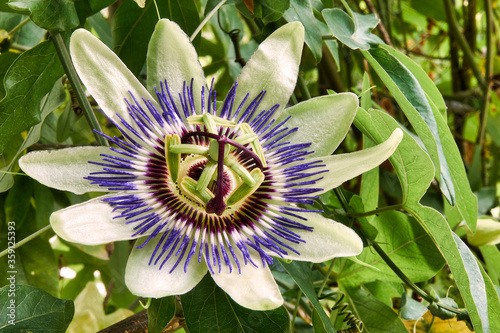 Blaue Passionsblume (Passiflora caerulea)  photo