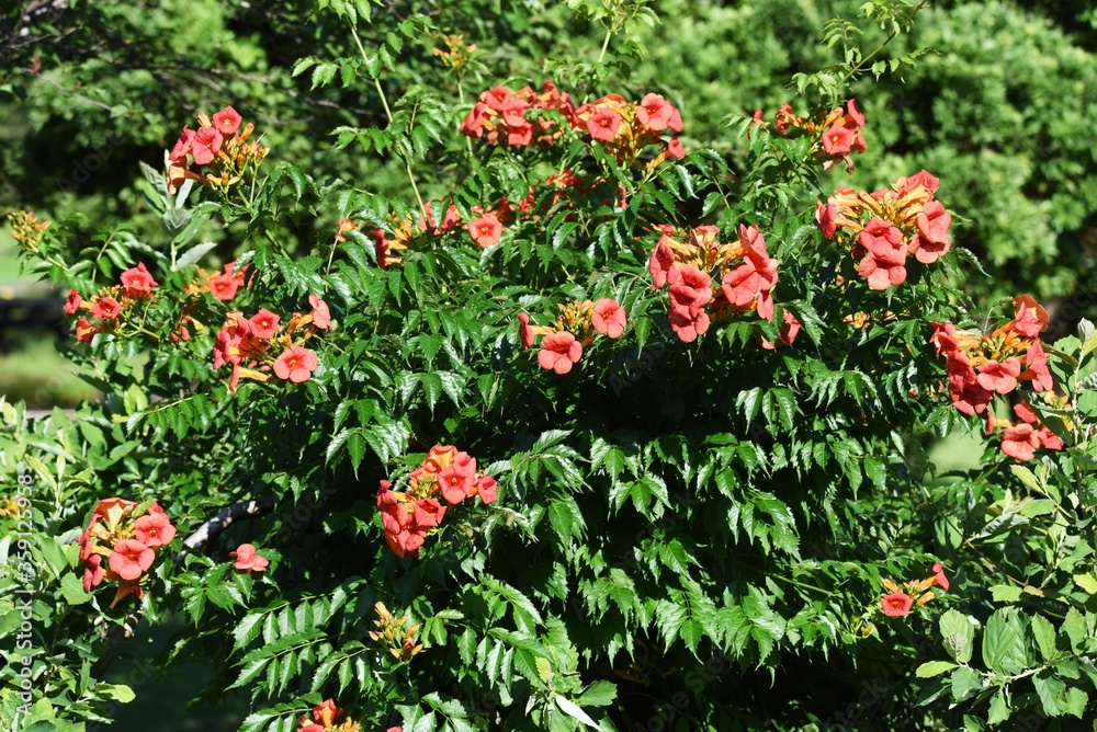 The Chinese trumpet creeper is a Bignoniaceae deciduous vine with beautiful orange flowers that bloom from summer to autumn and grow on trees and walls.