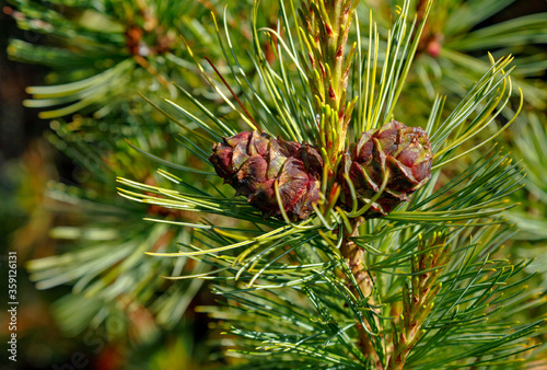 Two pine cedar cone on a green tree branch on a sunny day