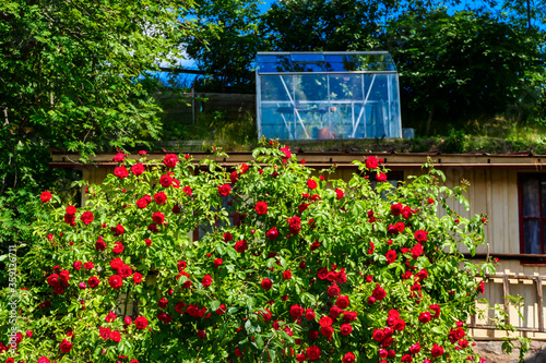 Strangnas, Sweden  A garden with roses and a greenhouse photo