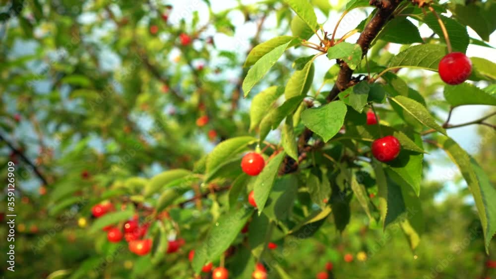 Raindrops on sour cherry tree with a dark blue sky in the background while the sun is shining on the cherries during the sunset after the storm Raindrops on sour cherry tree with a dark blue sky in the background while the sun is shining on the cherries during the sunset after the storm