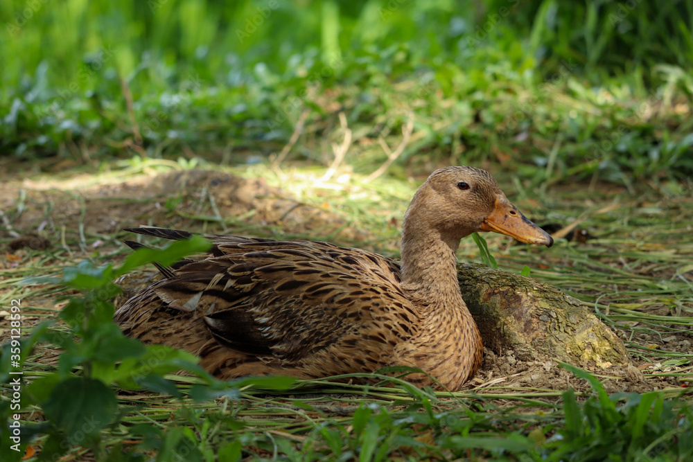Landscape Mottled Duck resting in the grass. Selective focus. Shallow depth of field. Background blur. Landscape Mottled Duck resting in the grass. Selective focus. Shallow depth of field. Background blur.