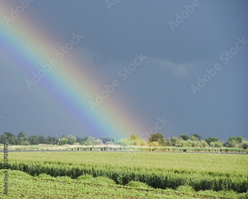 Rainbow in the sky over the spring green field after the heavy rain