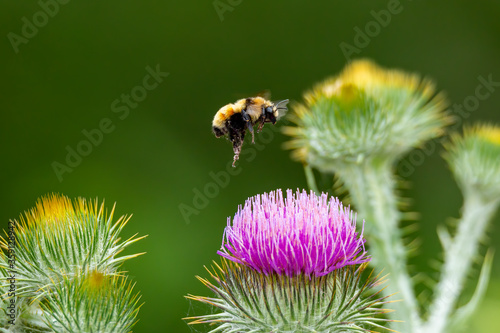 Bumble bee in flight above thistle flower