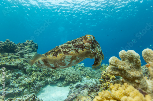 Cuttlefish on a colorful coral reef and the water surface in background