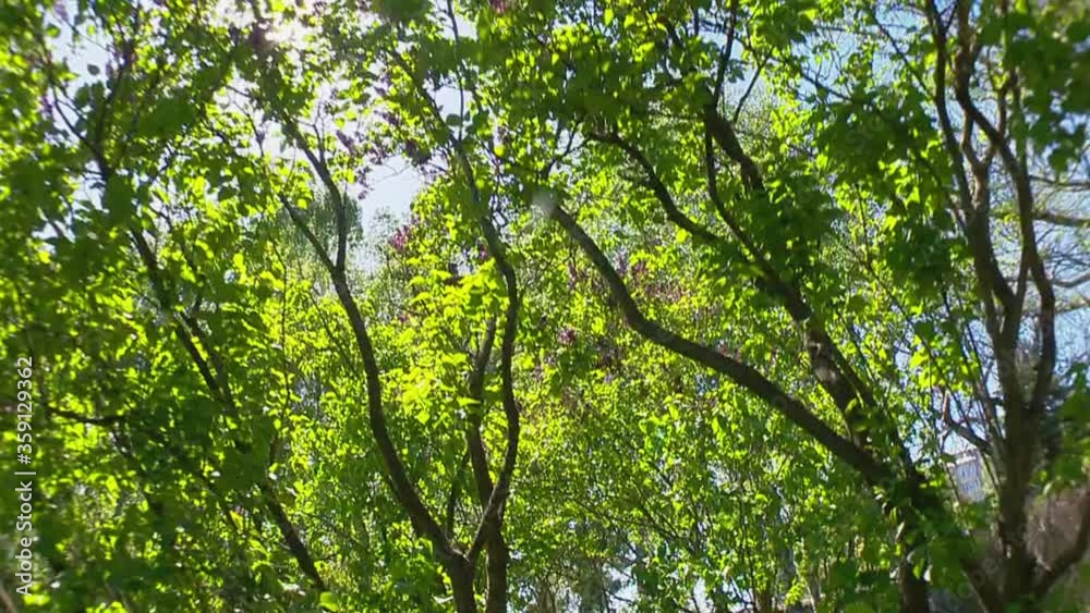 Big lilac bush in spring, beaytiful lilac blooming Big lilac bush in spring, beaytiful lilac blooming