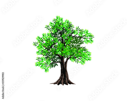 Olive tree vector illustration