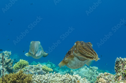 Cuttlefish on a colorful coral reef and the water surface in background photo