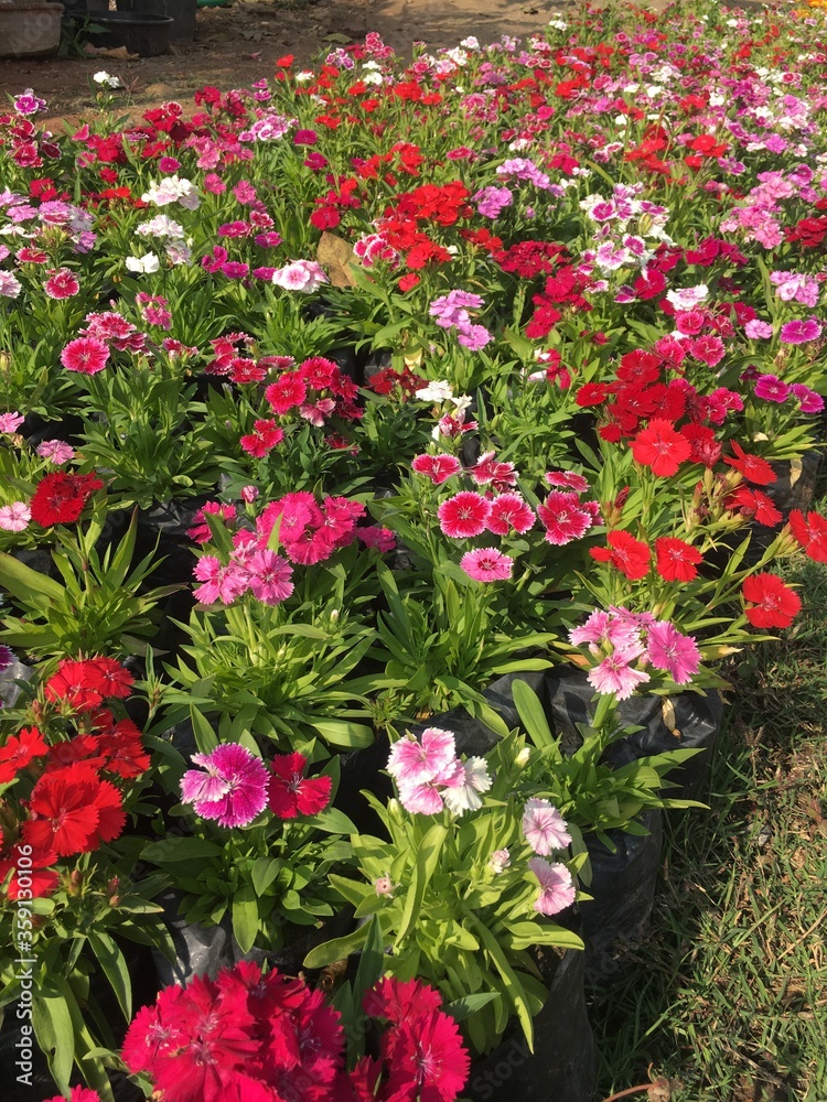 Dianthus in various colours in my lawn