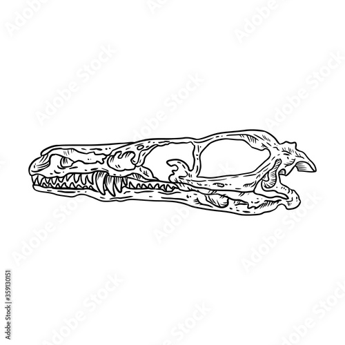 Stylized velociraptor dinosaur fossilized skull hand drawn image isolated on white background. Freehand sketch of carnivorous reptile dinosaur fossil illustration museum vector drawing