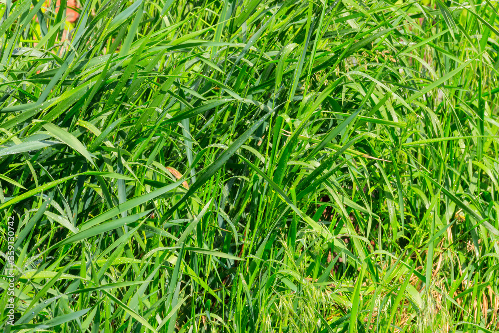 Fresh green grass with drops of water after a rain Fresh green grass with drops of water after a rain
