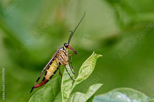 Eine weibliche Skorpionsfliege sitzt auf einem Blatt