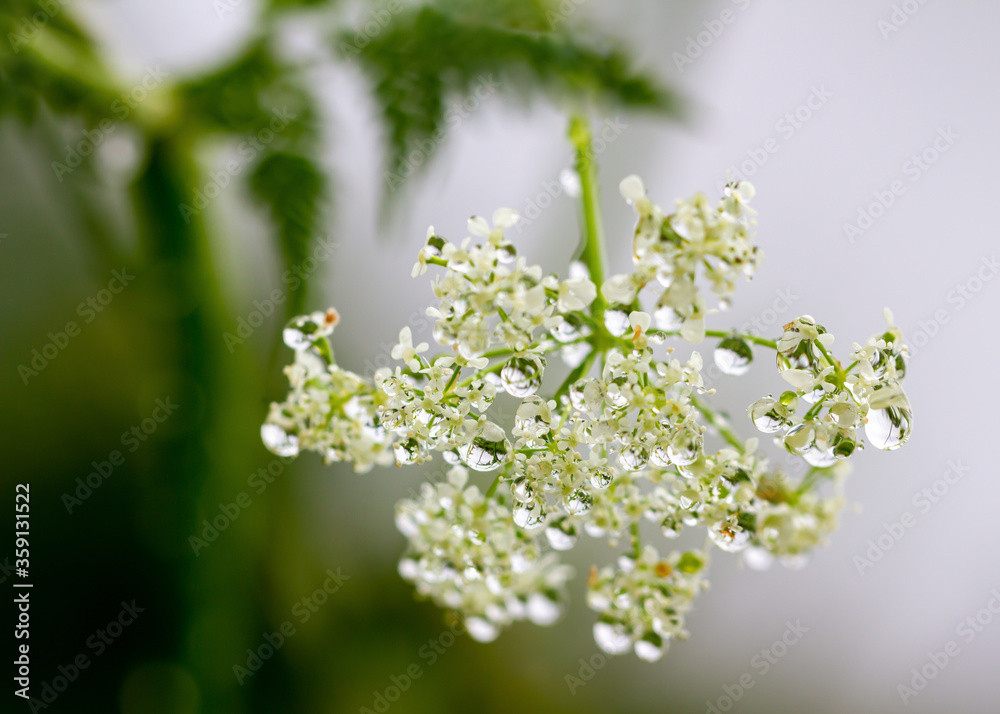 Yarrow on a field with raindrops. Yarrow on a field with raindrops.