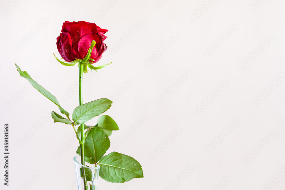 horizontal still-life with copyspace - single fresh red rose flower in glass vase with pale pink pastel background (focus on the bloom) horizontal still-life with copyspace - single fresh red rose flower in glass vase with pale pink pastel background (focus on the bloom)