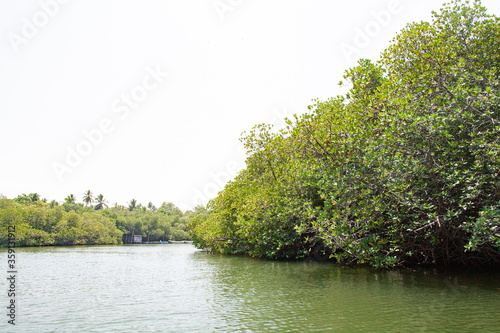 Thickets of mangrove forest on the banks of the river in the tropics.