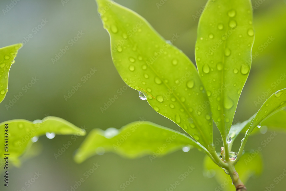 梅雨時期の緑の葉っぱと水滴 梅雨時期の緑の葉っぱと水滴