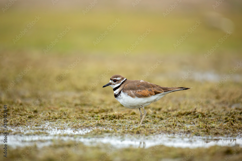 Killdeer walking in marshy area Killdeer walking in marshy area