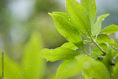 梅雨時期の緑の葉っぱと水滴