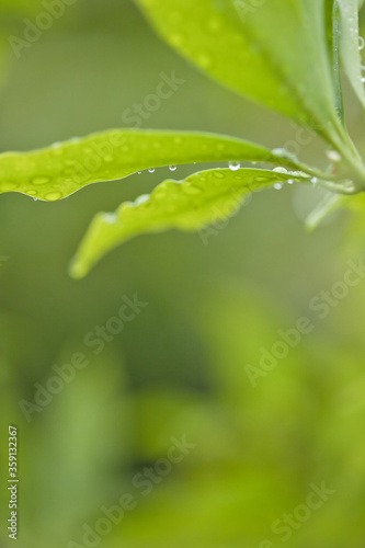 梅雨時期の緑の葉っぱと水滴