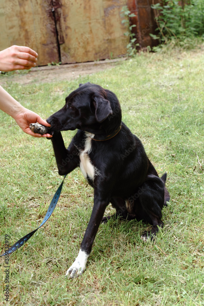 black dog on a leash walks on the grass black dog on a leash walks on the grass