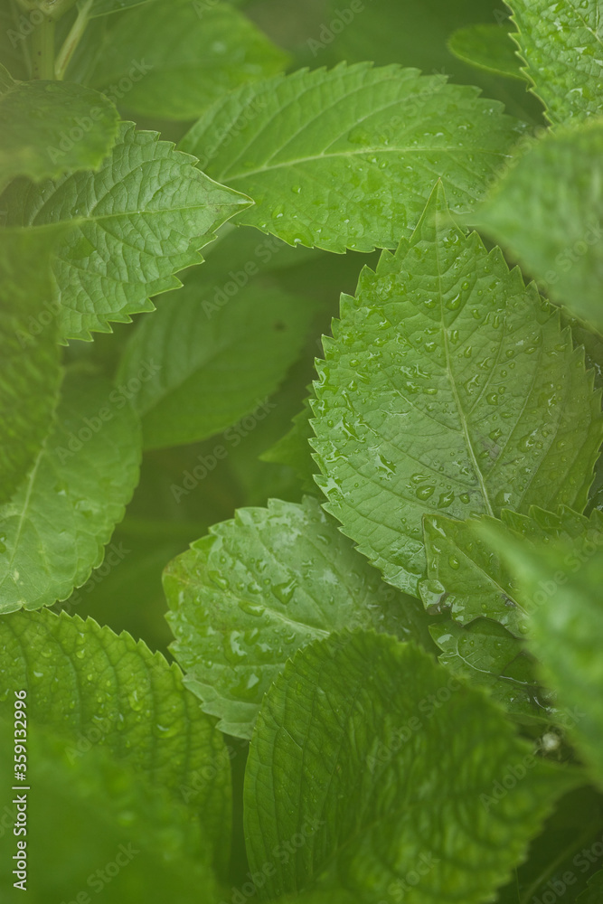 雨の日の緑の葉っぱと付いている水滴 雨の日の緑の葉っぱと付いている水滴