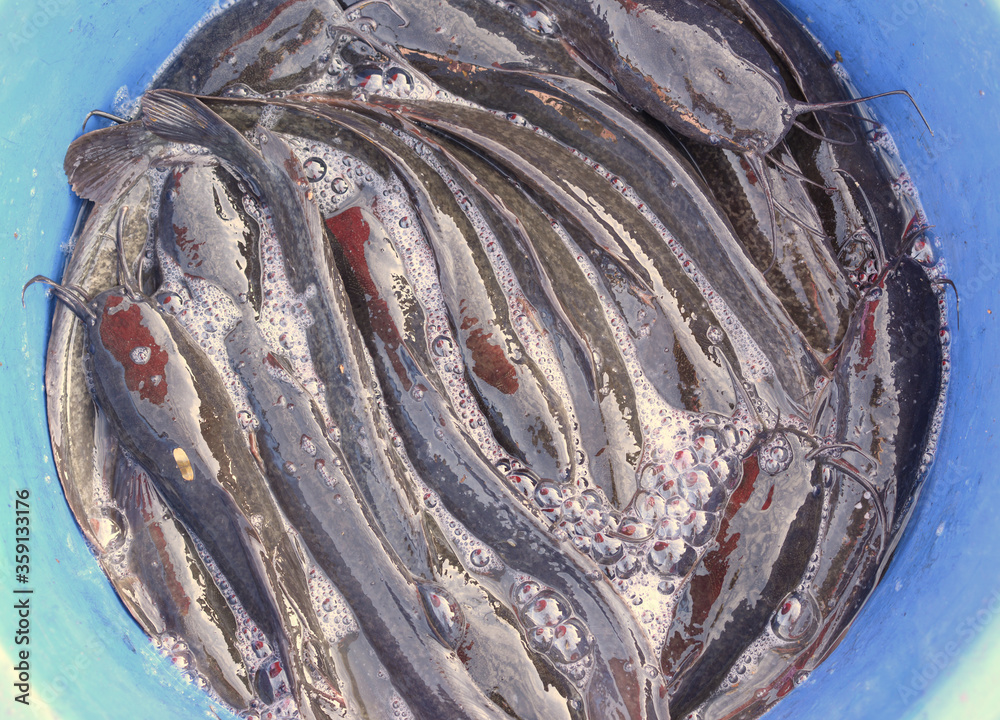 Live catfish in a round blue basin Live catfish in a round blue basin