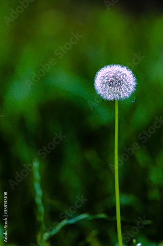 dandelion on green background