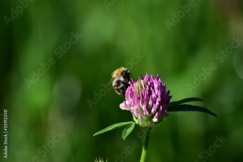 Biene auf Blume © Michael