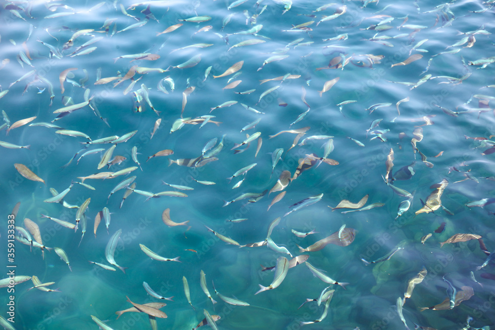 Fish in the blue water of the sea as a background