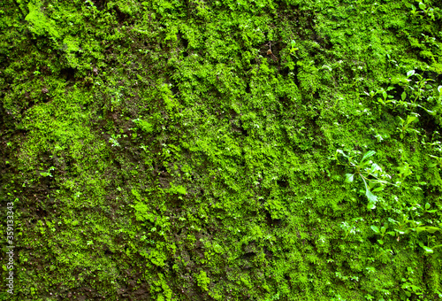 Green moss on a stone wall as a background