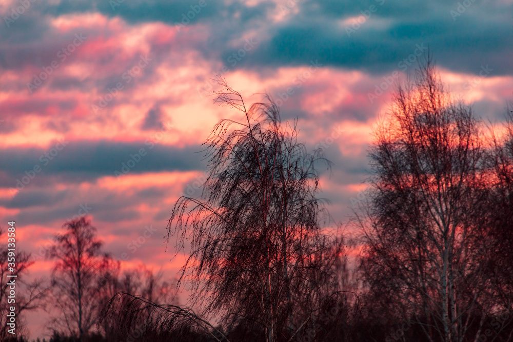 Leafless tree branches in the morning