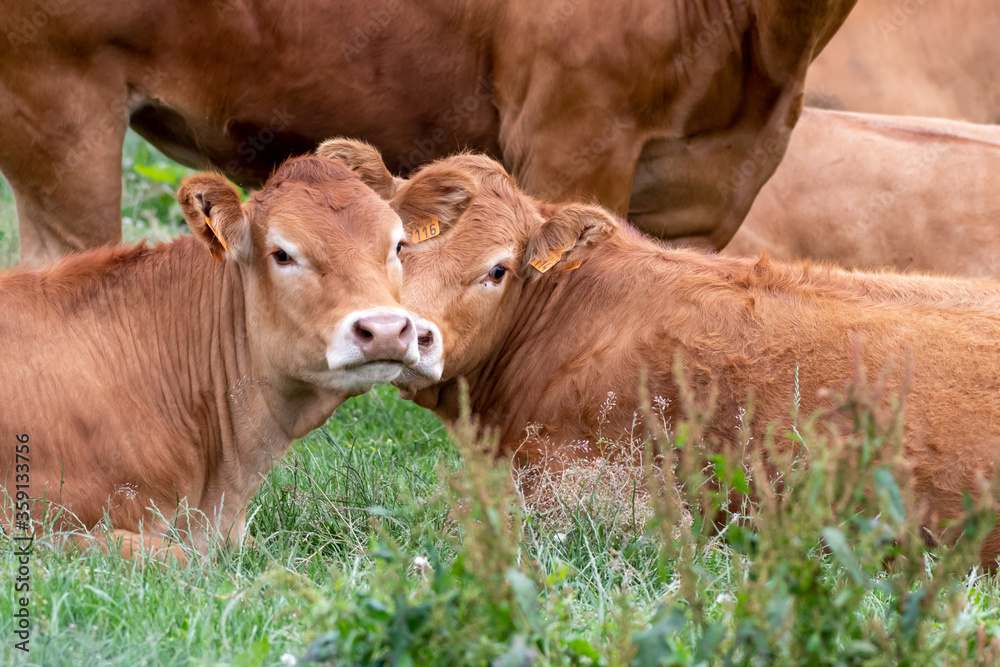 adorable calves Limousin in a meadow adorable calves Limousin in a meadow