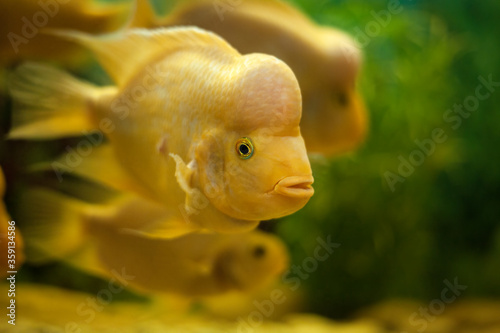 Tropical fish Lemon Cichlid ( Cichlasoma citrinellum, Amphilophus citrinellus, Herichthys citrinellus, cichlasoma bassilare, Chichlasoma granadeense), lives in rivers and lakes of Central America. photo