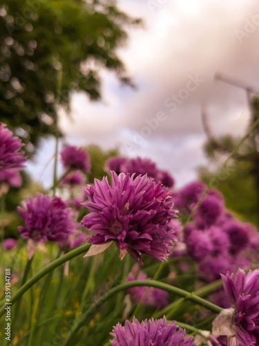 After the rain. Pink flowers