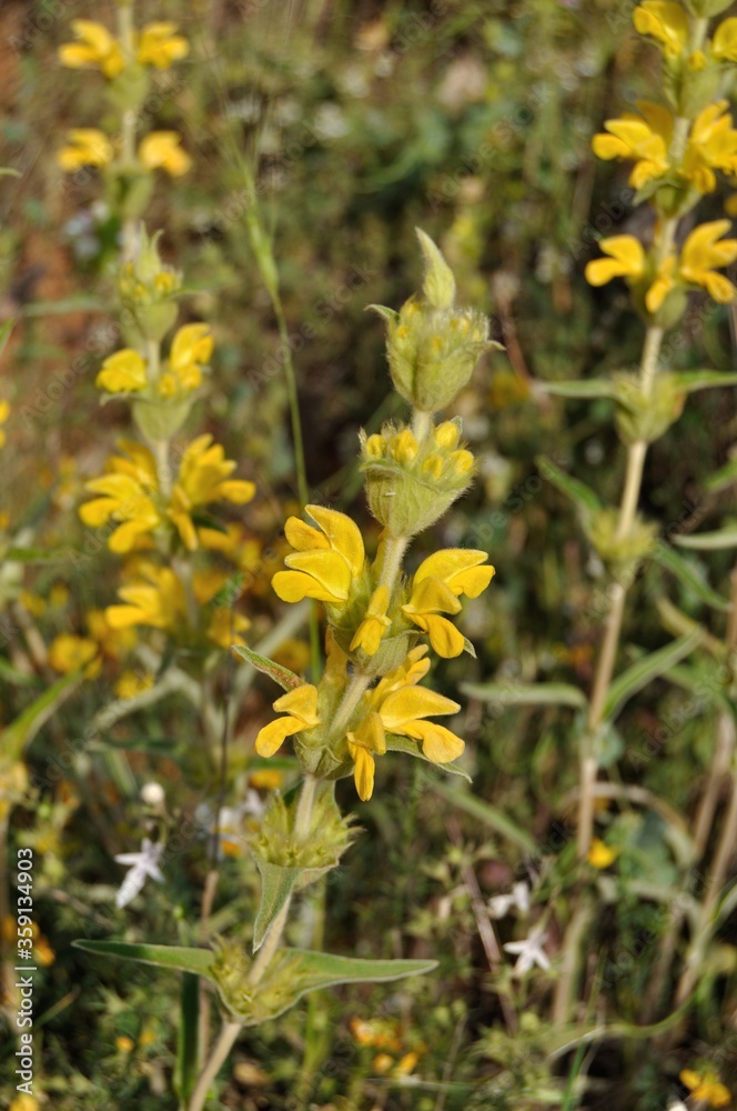 Flores silvestres amarillas en primavera Flores silvestres amarillas en primavera