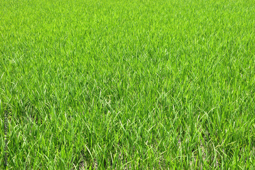Image of Rice growing in rice field Image of Rice growing in rice field