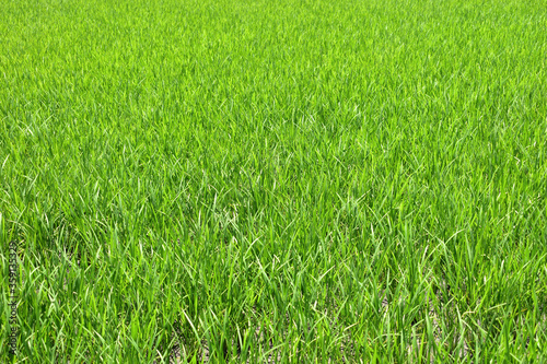 Image of Rice growing in rice field