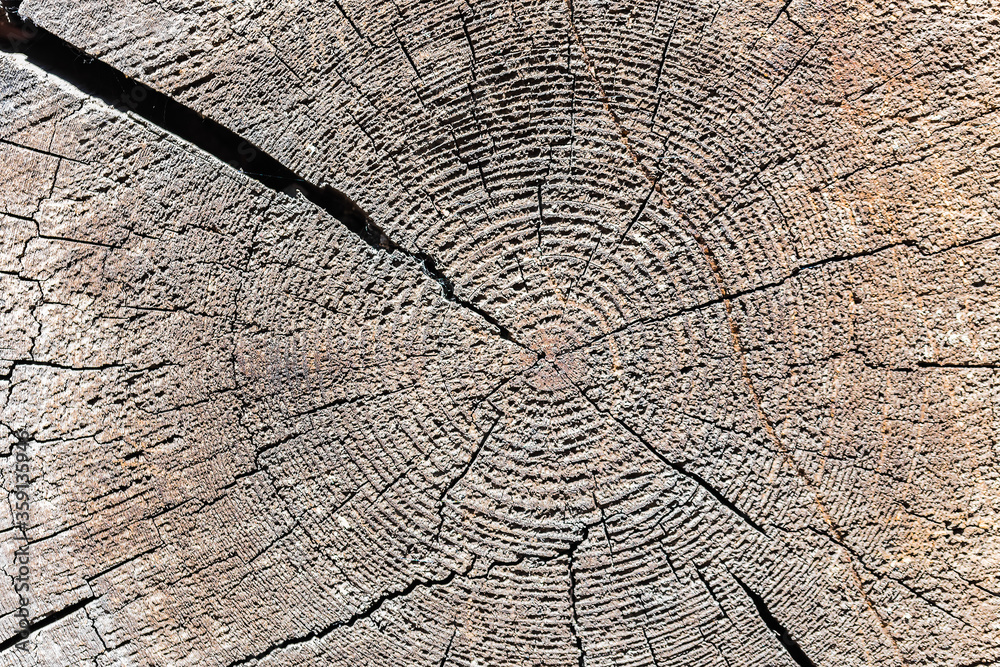 Fototapeta premium The texture of the sawn end of an old log