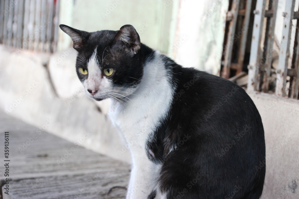 Harlequin black white cat cow homeless street Stray cat Harlequin black white cat cow homeless street Stray cat
