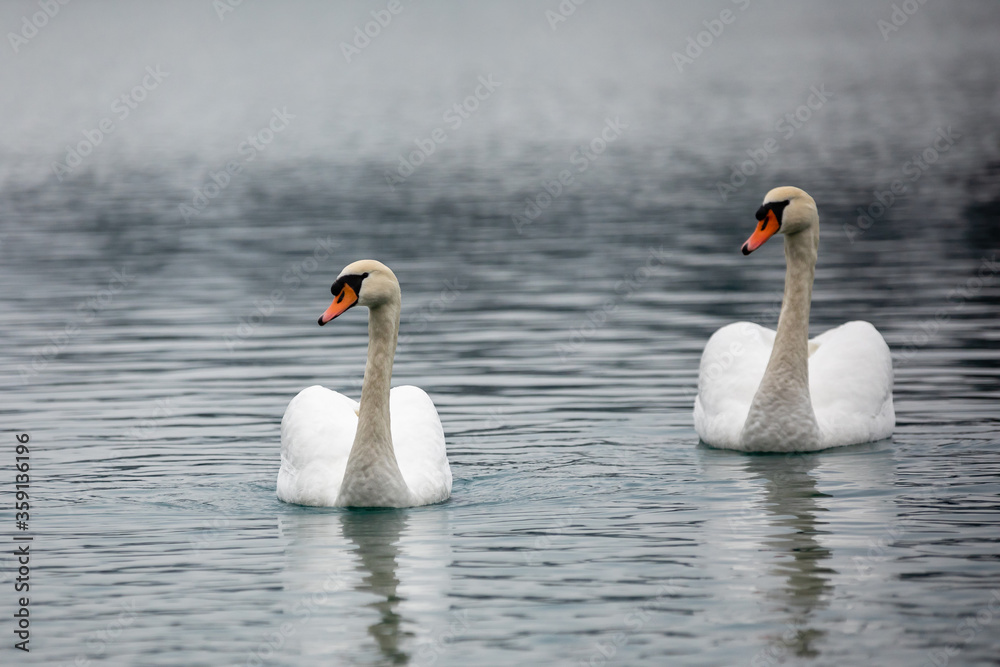 Schwan 03 Schwan 03