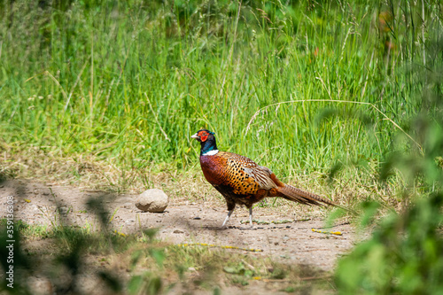 Colourful male Pheasant in red, blue and brown colors. Picture from a forest in Scania, southern Sweden