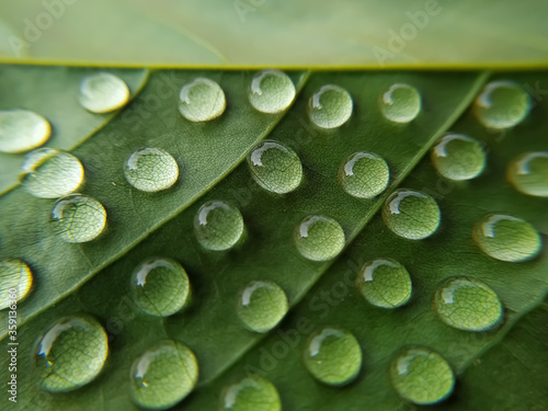 Green leaves with water droplets