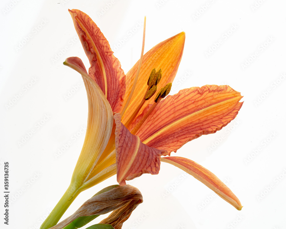 Lilienblüte