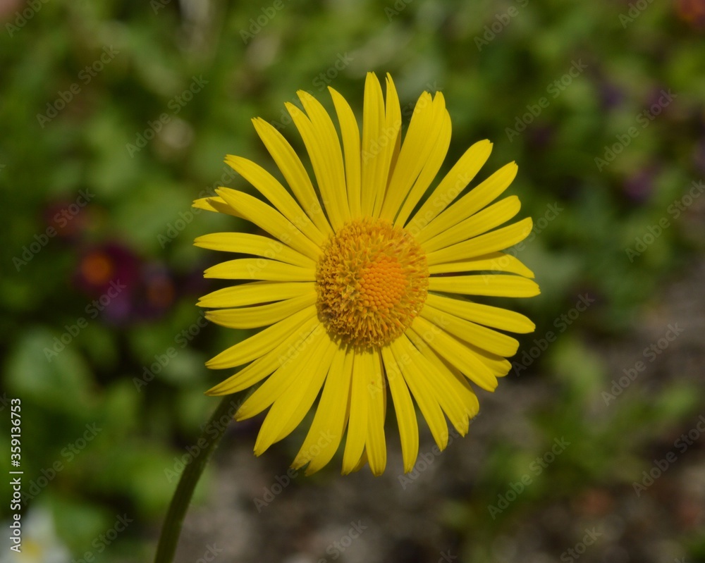 yellow flower in the garden yellow flower in the garden