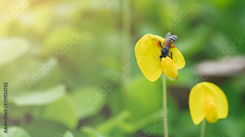Fotografie Close up View of a bee on yellow flower with blurred background