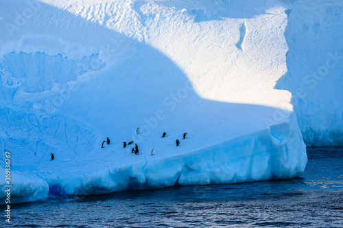 Chinstrap and Gentoo penguins (Pygoscelis antarcticus and Pygoscelis papua) on a huge blue Antarctic iceberg, blue in golden evening light, floating in the cold Bransfield Strait, Antarctica