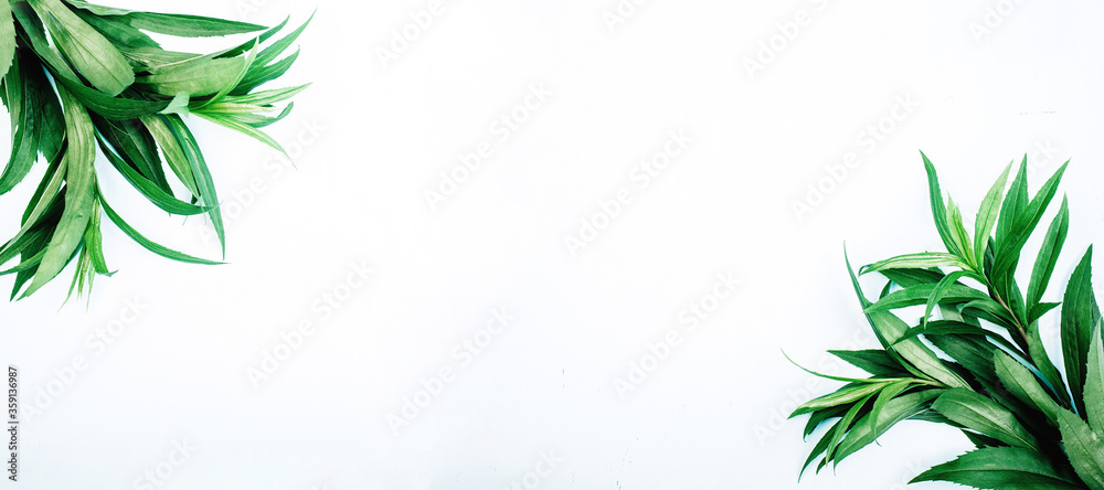Banner of green leafs on white background with copy space Banner of green leafs on white background with copy space