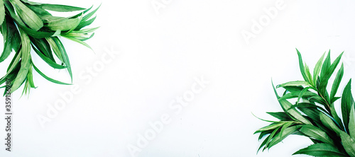 Banner of green leafs on white background with copy space