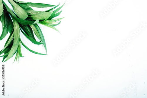 Green leafs on white background with copy space