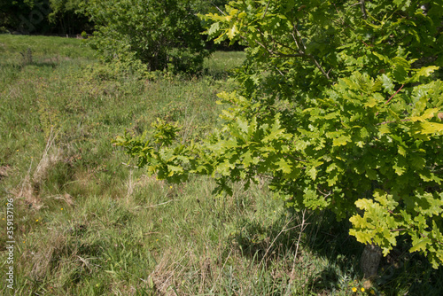 Fototapeta Naklejka Na Ścianę i Meble -  Green Leaves of a Sessile Oak Tree (Quercus petraea) Growing in a Field in Rural Devon, England, UK